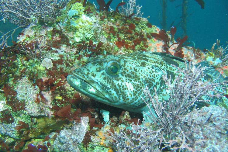 Lingcod NOAA实拍:大嘴、长体与不规则斑纹